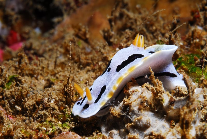Nudibranch
